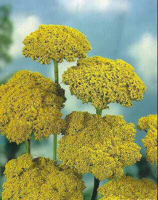 achillea filipendu