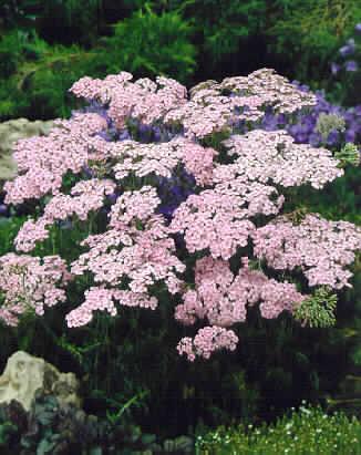 achillea millefoli