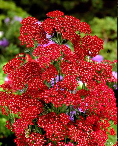 achillea millefoli