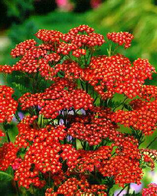 achillea millefoli