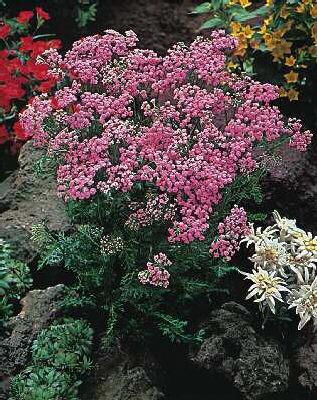 achillea millefoli