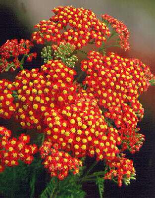 achillea millefoli