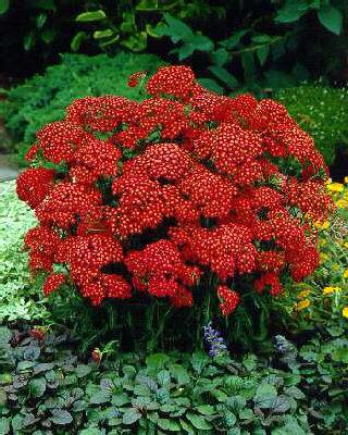 achillea millefoli