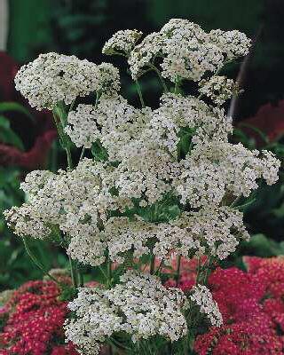 achillea millefoli