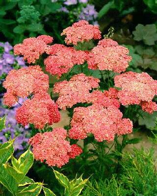 achillea millefoli