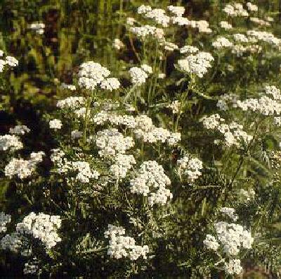 achillea millefoli