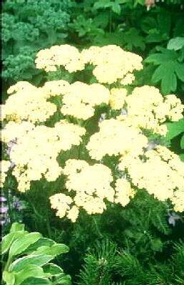 achillea millefolium butterfly