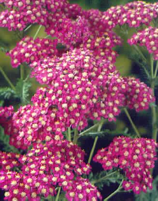 achillea millefolium exel