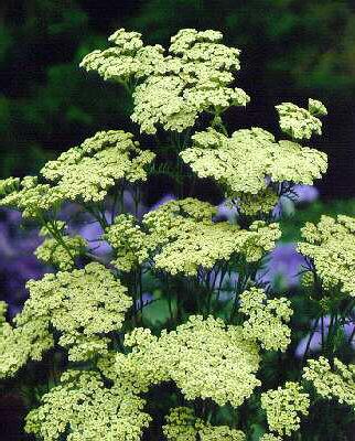 achillea nobilis