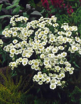 achillea ptarmica 