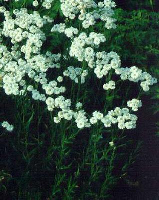 achillea ptarmica