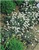 achillea umbellata