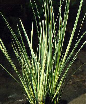 acorus calamus var