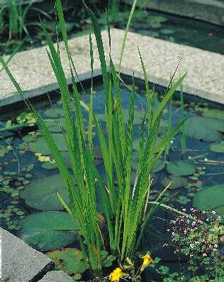 acorus calamus