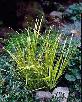 acorus gramineus o