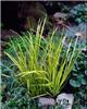 acorus gramineus o