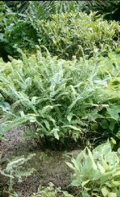 adiantum pedatum i