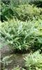 adiantum pedatum i