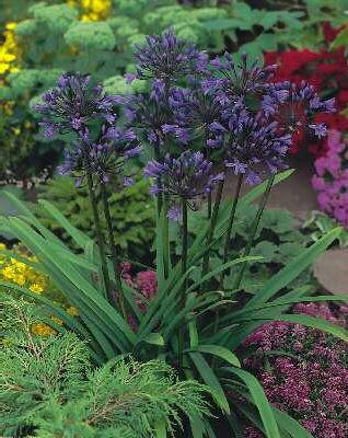 agapanthus african
