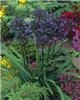 agapanthus african