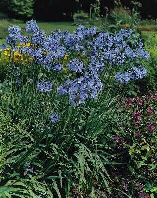 agapanthus headbou
