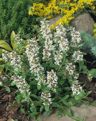 ajuga reptans alba