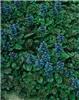 ajuga reptans atro
