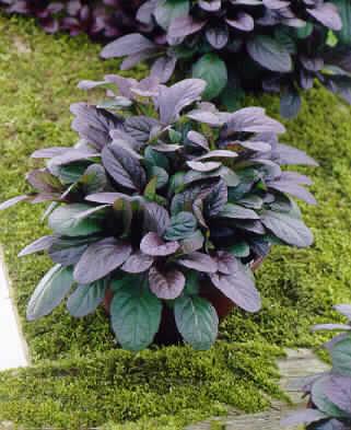 ajuga reptans brau
