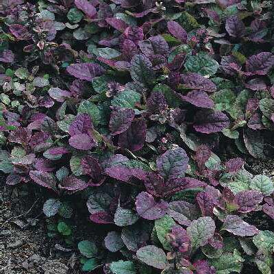 ajuga reptans burg