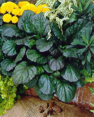 ajuga reptans catl