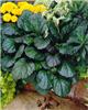 ajuga reptans catl