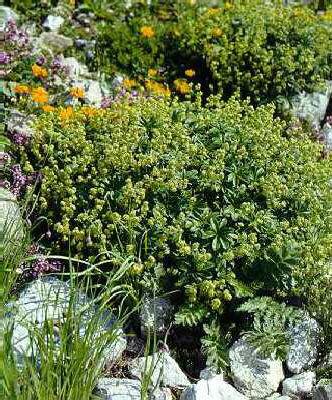 alchemilla alpina