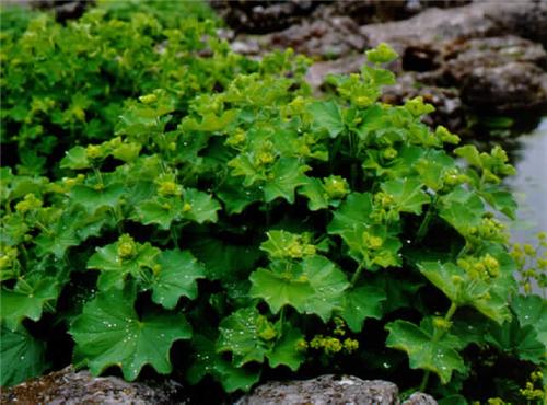 alchemilla epipsila