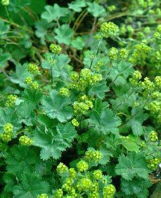 alchemilla erythro