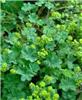 alchemilla erythro