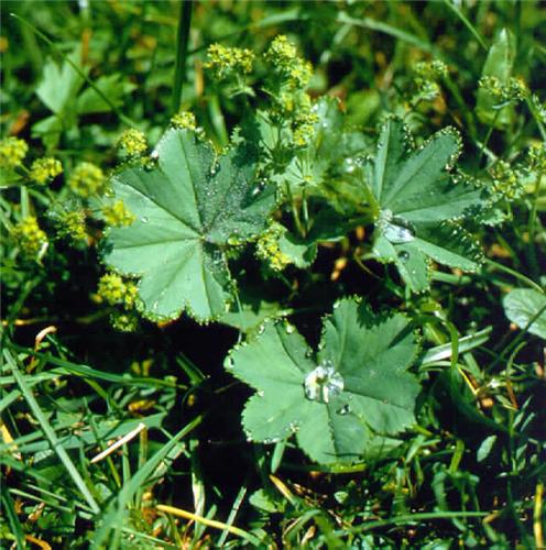 alchemilla vulgari