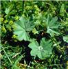alchemilla vulgari