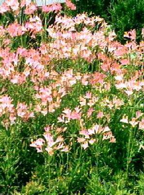 alstroemeria ligtu