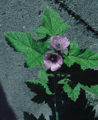 althaea officinali