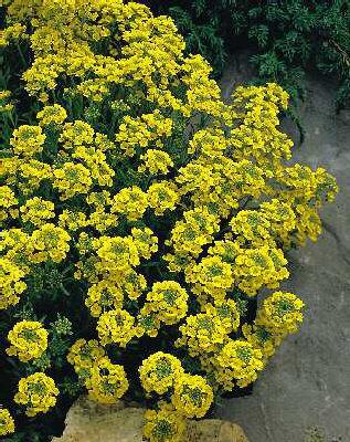 alyssum montanum b