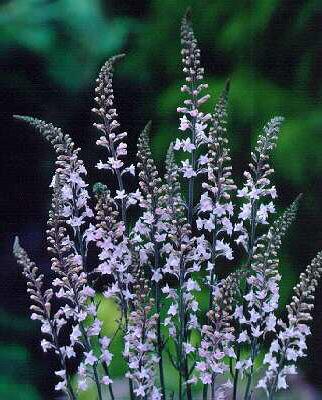 amsonia hubrechtii