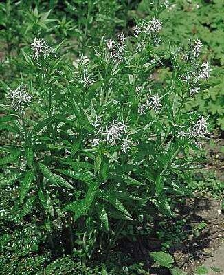 amsonia tabernaemo