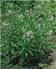 amsonia tabernaemo