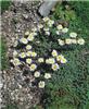 anacyclus pyrethru