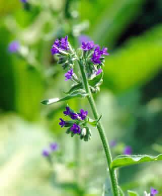 anchusa officinalis