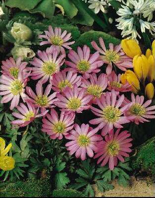 anemone blanda pink star