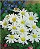 anemone blanda whi