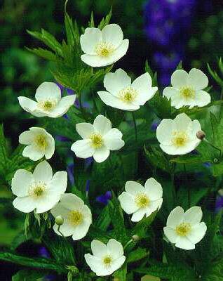 anemone canadensis