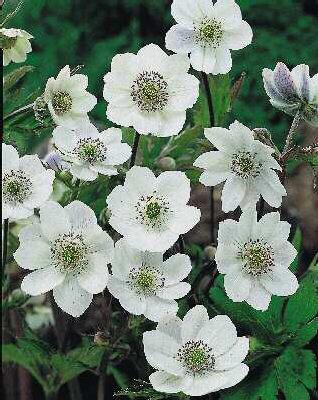 anemone cylindrica