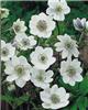 anemone cylindrica